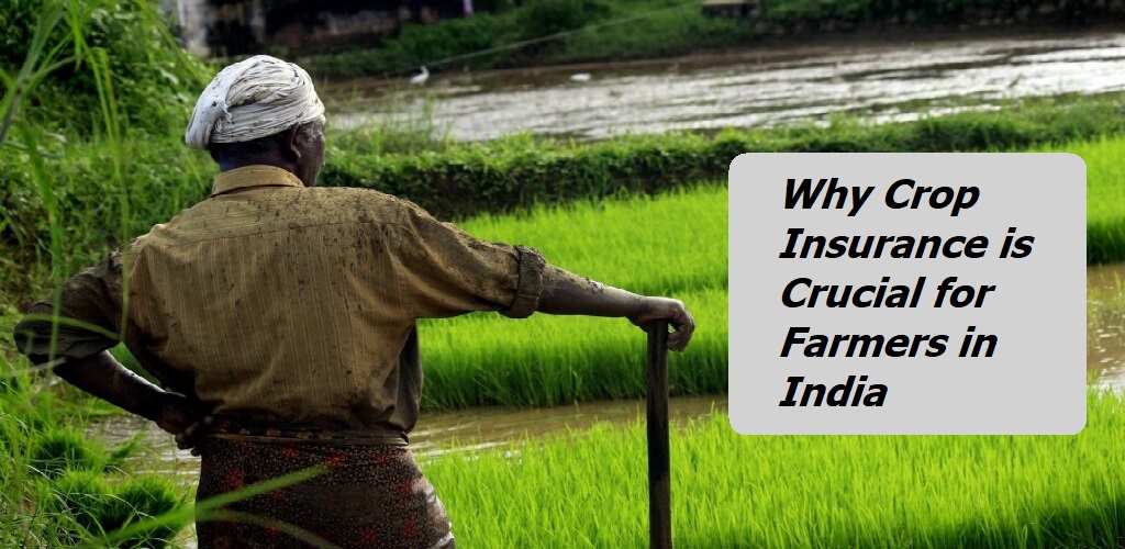 Why Crop Insurance is Crucial for Farmers in India